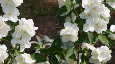 Narin beyaz çiçekler bahar boyunca canlı bir bahçede yeşil yaprakları süsler..