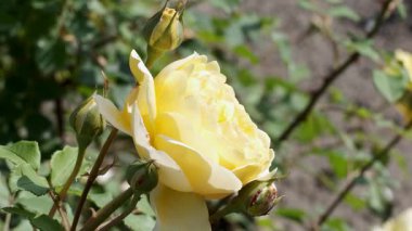 Göz kamaştırıcı sarı bir gül, sıcak güneş ışığında zarifçe çiçek açar..