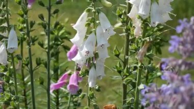 Çiçekler çiçek açar yemyeşil bir bahçede, güneşlenerek..