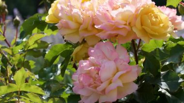 Canlı sarı ve pembe güller hafif esintide dans ediyor, bahçeyi güzelce süslüyor..