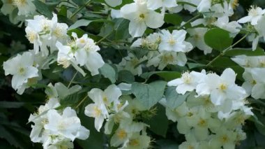 Ilık bahar güneşinin altında canlı bir bahçede beyaz çiçekler açtı..