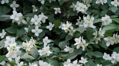 Yasemin çiçekleri yemyeşil bir bahçeyi canlı bir güzellik ve güzel bir kokuyla doldurur..