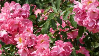 Güzel kokulu pembe güller rüzgarda sallanıyor, bahçeyi güzelliklerle dolduruyor..