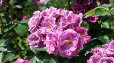 Narin pembe güller ılık güneşin altında yemyeşil bir bahçe cennetinde büyür..