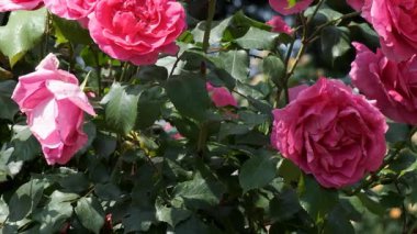 Parlak bahçedeki yemyeşil yaprakların arasında açan pembe güller..