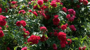 Parlak kırmızı güllerle dolup taşan gür çalılar, sıcak bir günde görülecek bir manzara yaratır..