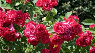 Parlak kırmızı güller sıcacık güneşin altında serpilmiş güzel bir bahçede..