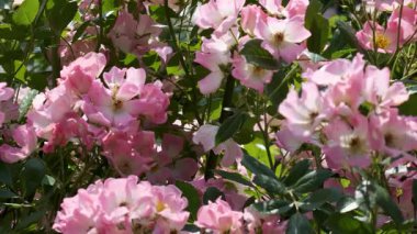 Narin pembe çiçekler ilkbaharda ılık güneşin altında canlı bir şekilde açar..