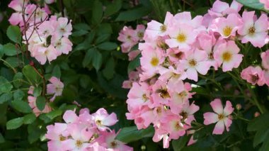 Arılar tozlaşırken canlı bir bahçede narin pembe güller açıyor..