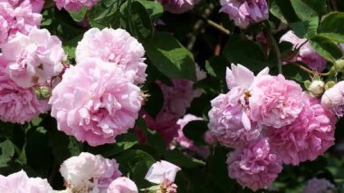 Sıcak güneş ışığında açan pembe güllerin güzelliğinin tadını çıkar..