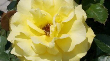 Güneşli bir bahçede, canlı sarı bir gül, narin yapraklarını sergiliyor..