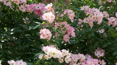 Renkli çiçekler hafif esintide sallanıyor, havayı tatlı bir kokuyla dolduruyor..