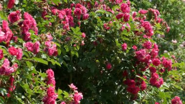 Renkli güllerin şaşaalı bir görüntüsü huzurlu bir bahçeyi dolduruyor, doğanın güzelliğini gözler önüne seriyor..