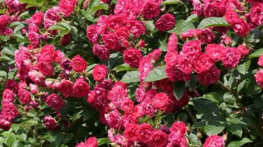 Göz kamaştırıcı pembe güller bahçeyi dolduruyor, güneşin altında güneşleniyor..