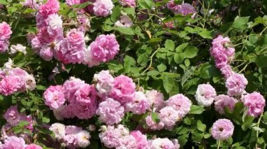 Canlı pembe ve beyaz güller bol bol çiçek açarak büyüleyici bir çiçek dekoru oluşturur..