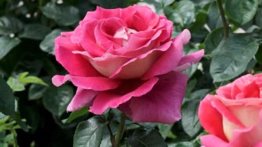 Göz kamaştırıcı pembe bir gül yapraklarını canlı bir bahçedeki sıcak güneş ışığına açar..