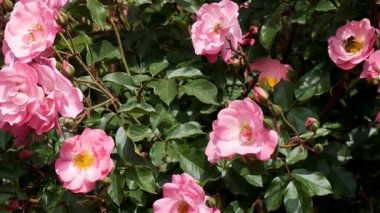 Büyüleyici pembe çiçekler parlak güneş ışığı altında serpilmiş, dingin bir atmosfer yaratıyor..