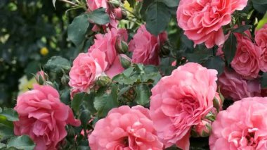 Zarif pembe güller yemyeşil bir bahçede serpilmiş, doğanın güzelliğini ve renklerini gözler önüne seriyor..