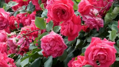 Sakin bir botanik bahçesinde yemyeşil pembe ve kırmızı güller sergilenir..