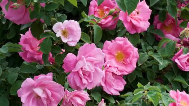 Renkli pembe güller ılık bahar güneşinin altında parlıyor, doğanın güzelliğini gözler önüne seriyor..