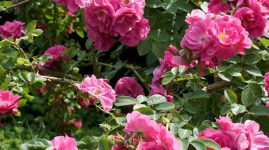 Parlak pembe güller yemyeşil yaprakların arasında serpilerek huzurlu bir atmosfer yaratırlar..