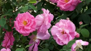 Yeşilliklerle çevrili pembe güller sergileniyor..