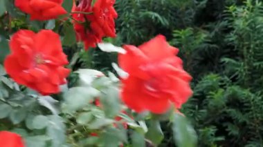 Parlak renkli güller rüzgarda zarif bir şekilde sallanıyor yemyeşil çimlerin arasında..