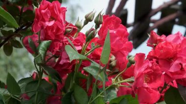 Renkli güller güneşli bir bahçede büyür, doğanın güzelliğini gözler önüne serer..