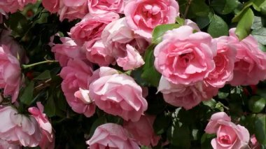 Bereketli pembe güllerin güzelliğini hisset güneşli bir bahçede serpilen.