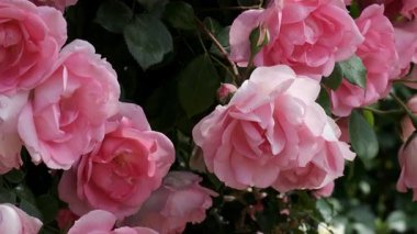 Bahçede pembe güller açıyor, herkesi doğanın güzelliğine davet ediyor..