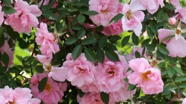 Rüzgarda sallanan pembe güllerden oluşan bir bahçe keşfedin..