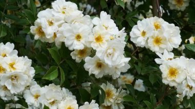 Narin beyaz çiçekler, serin bir bahçede yemyeşil bir güzelliği sergiliyor..