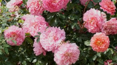 Renkli pembe güller canlı bir bahçede parlıyor, doğanın güzelliğini gözler önüne seriyor..