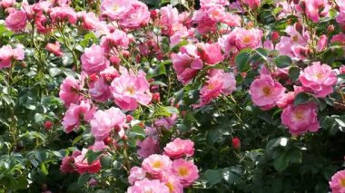Bereketli bir bahçe patlar parlak pembe güller hafif bir esintide sallanır.