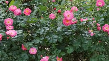 Renkli pembe güller bahçeyi dolduruyor, tüm ziyaretçilere neşe ve huzur veriyor..