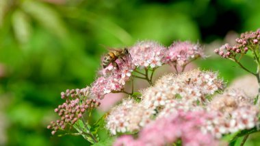 Narin pembe çiçeklerin arasında uçan bir arı bahar zamanı tatlı nektarlarının tadını çıkarıyor..