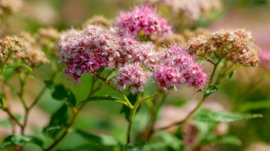 Zarif pembe ve beyaz çiçekler parlak güneş ışığı altında yemyeşil bir bahçede serpilir..