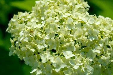 Bir grup beyaz ortanca yaz güneşi altında gelişerek arıları kendine çeker..