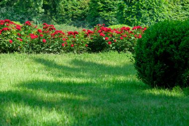 Bereketli yeşil çimenler parlak kırmızı gülleri çevrelemiş, sakin bir bahçe ortamı yaratıyor..