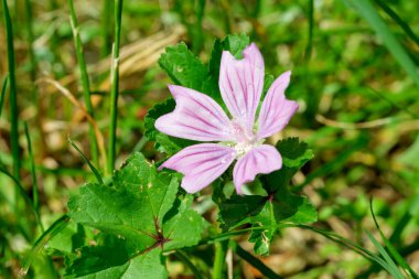 Güneşli bir günde, yemyeşil yaprakların arasında açan güzel pembe bir çiçek..