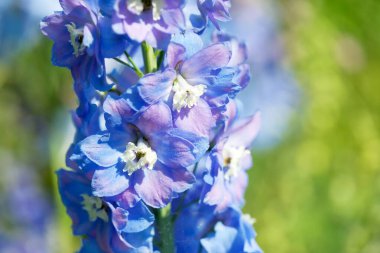 Narin mavi delphinium kümeleri baharda yumuşak güneş ışığı altında gelişir..