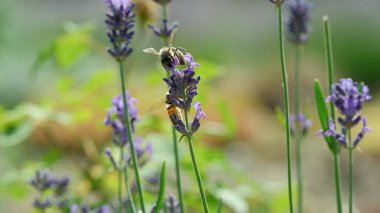 Canlı lavanta çiçekleri açık bir bahar gününde meşgul arıları cezbeder..