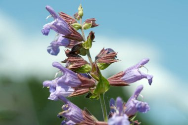 Lavanta çiçekleri yaz boyunca açık mavi gökyüzüne karşı canlı yapraklarını sergiler..