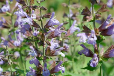 Lavanta çiçekleri rüzgarda dans eder, bahçeyi renk ve yaşamla doldurur..