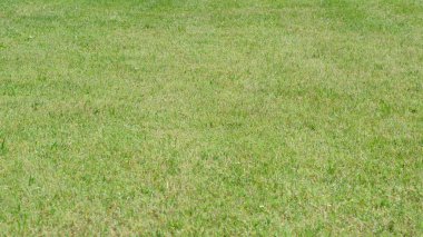 Güneş ışığı canlı çimleri yıkıyor, rahatlamak için huzurlu bir açık hava cenneti yaratıyor..