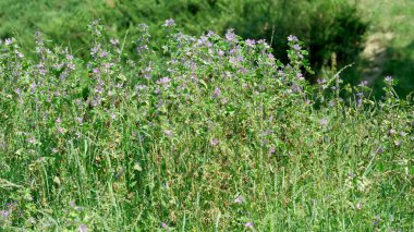 Parlak güneş ışığı altında kır çiçekleri ve yeşilliklerle dolu yemyeşil bir arazi..