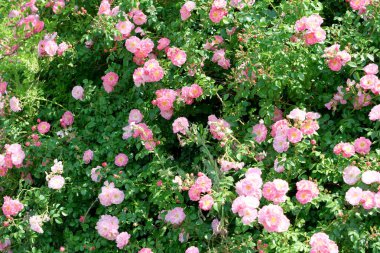 Pembe güller, parlak güneş ışığı altındaki canlı bir bahçede bol bol parlar..