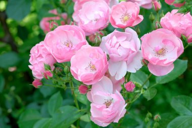 Zarif pembe güller açarak güneşli bir bahçede güzelliklerini sergiliyorlar..