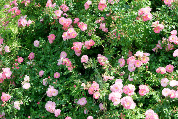 Розовые розы обильно цветут в ярком саду под ярким солнцем.