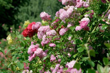 Narin pembe ve kırmızı güller yemyeşil bir bahçede serpilmiş, sıcak güneş ışığında yıkanmış..